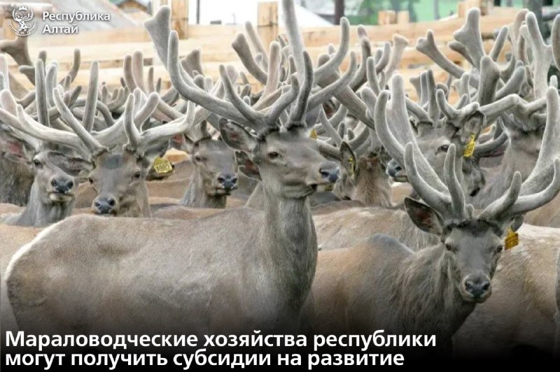В Республике Алтай стартовал прием заявок на субсидии для мараловодческих хозяйс…